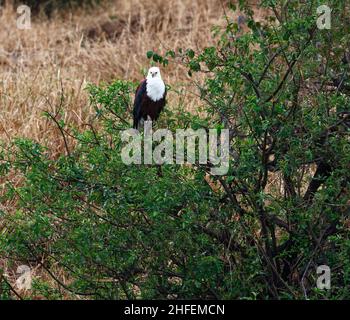 Aigle de poisson africain, assis dans un arbre, Haliaeetus chorifer, prédateur, aigle de mer africain,Faune, oiseau de proie, corps brun, tête et poitrine blanches, Tarang Banque D'Images