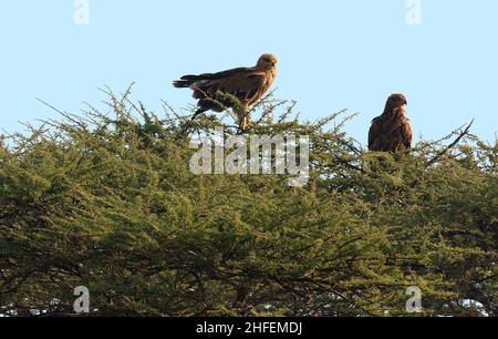 Aigles Tawny, paire, oiseaux de proie, dans l'arbre, compagnon pour la vie,Aquila rapax, faune, Parc national du Serengeti, Tanzanie, Afrique Banque D'Images