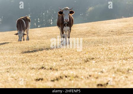 Vaches dans le pâturage le matin.Vache Montbéliarde dans le jura en France.Europe. Banque D'Images