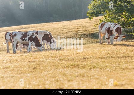 Vaches dans le pâturage le matin.Vache Montbéliarde dans le jura en France.Europe. Banque D'Images