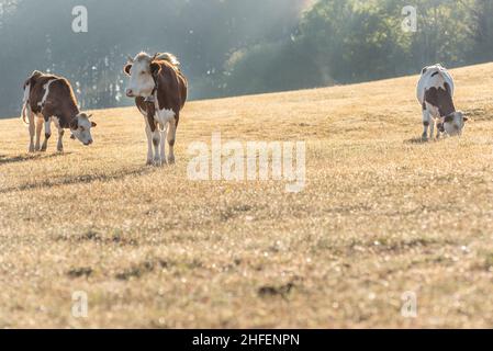 Vaches dans le pâturage le matin.Vache Montbéliarde dans le jura en France.Europe. Banque D'Images