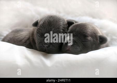 paire de chiots en bonne santé d'une semaine avec des yeux fermés, coudés ensemble, arrière-plan clair pour la mise au point avant de l'espace de copie Banque D'Images