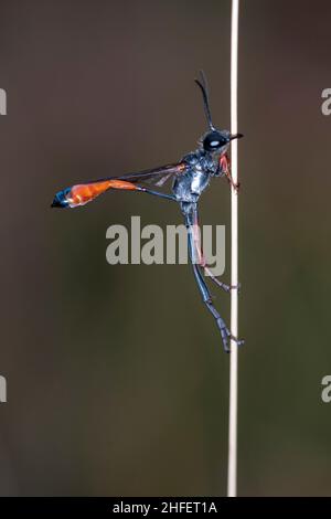 Ammophila - Ammophila est le genre type de la sous-famille Ammophilinae des guêpes de la famille des Sphecidae. Banque D'Images