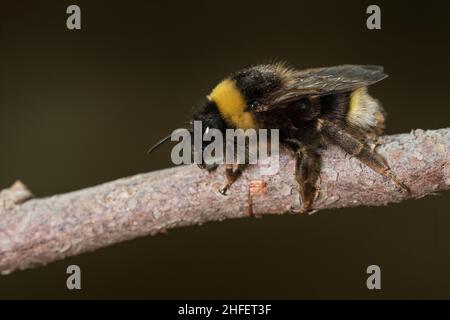 Bombus bohemicus, également connu sous le nom d'abeille cuckoo de la gitane, est une espèce d'abeille cuckoo. Banque D'Images