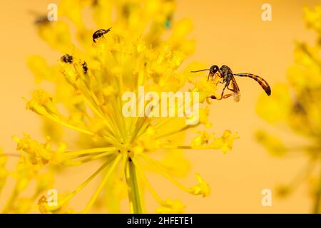 Le Digger Wasp, de la famille SPHECIDAE. Banque D'Images