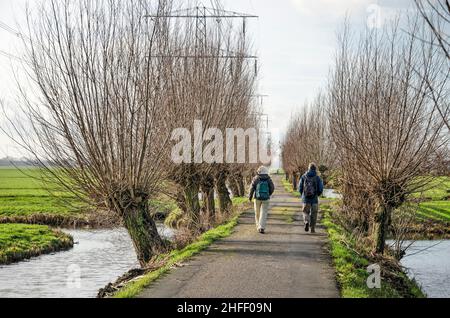 Oudewater, pays-Bas.22 janvier 2021 : deux randonneurs sur une route asphaltée étroite, bordée de fossés, de saules de pollard et de pylônes d'électricité Banque D'Images