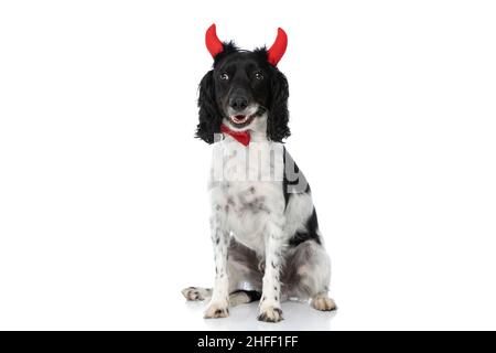 happy little english springer spaniel avec des cornes de diable et un noeud papillon rouge assis sur fond blanc en studio Banque D'Images