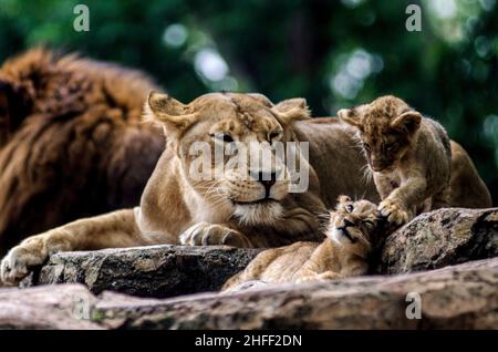 Bandung, Indonésie.16th janvier 2022.Deux petits lions sont vus avec leur mère au Bandung Zoo Park à Bandung, West Java, Indonésie, le 16 janvier 2022.Crédit: Septianjar/Xinhua/Alamy Live News Banque D'Images