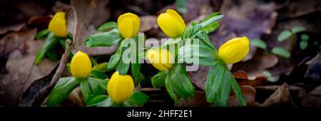 Panorama avec des fleurs jaunes appelées fleurs d'hiver Aconite Eranthis hyemalis Banque D'Images