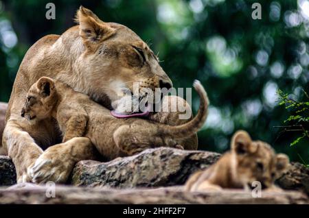 Bandung, Indonésie.16th janvier 2022.Deux petits lions sont vus avec leur mère au Bandung Zoo Park à Bandung, West Java, Indonésie, le 16 janvier 2022.Crédit: Septianjar/Xinhua/Alamy Live News Banque D'Images