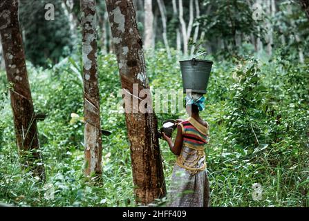 Femme collectant du latex d'un arbre en caoutchouc dans la forêt tropicale du Ghana, en Afrique de l'Ouest. Banque D'Images