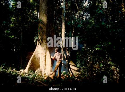 Le bois d'oeuvre de la cric fait abattre un arbre dans la forêt tropicale au Ghana, en Afrique de l'Ouest. Banque D'Images
