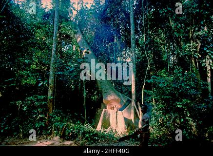 Le bois d'oeuvre de la cric fait abattre un arbre dans la forêt tropicale au Ghana, en Afrique de l'Ouest. Banque D'Images