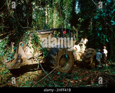 Des crics de bois d'oeuvre faussaient un arbre dans la forêt tropicale au Ghana, en Afrique de l'Ouest. Banque D'Images