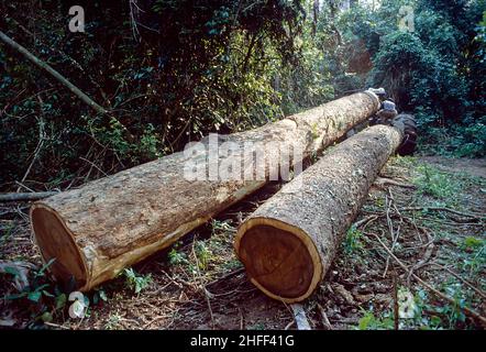 Des crics de bois lapident des troncs d'arbre hors de la forêt tropicale au Ghana, en Afrique de l'Ouest. Banque D'Images