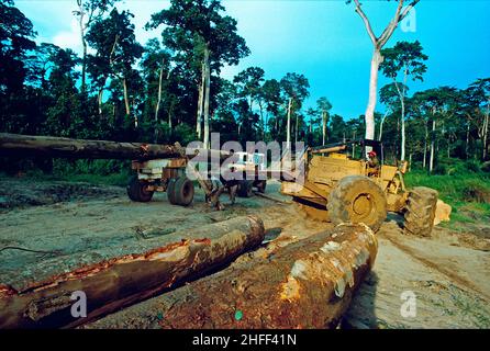 Des crics de bois lapident des troncs d'arbre hors de la forêt tropicale au Ghana, en Afrique de l'Ouest. Banque D'Images