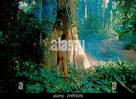 Le bois d'oeuvre de la cric fait abattre un arbre dans la forêt tropicale au Ghana, en Afrique de l'Ouest. Banque D'Images