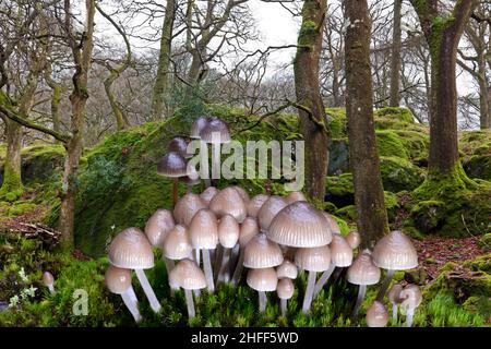 Mycena inclinata (capot groupé) pousse sur des rondins et des souches tombés, en particulier le chêne.Il est ici vu avec l'ancienne forêt de chênes en arrière-plan. Banque D'Images