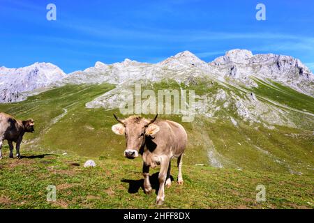 Jolie vache dans les montagnes sur pâturage vert, Sotres, Espagne Banque D'Images