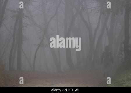 Une fille marchant dans une forêt brumeuse parmi quelques arbres en hiver Banque D'Images