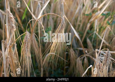 Champ agricole de Hordeum vulgare Banque D'Images