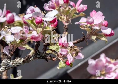 Une abeille rassemblant un nectar occupé sur un pommier au printemps Banque D'Images