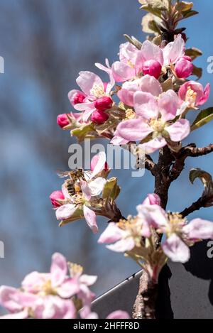 Une abeille rassemblant un nectar occupé sur un pommier au printemps Banque D'Images