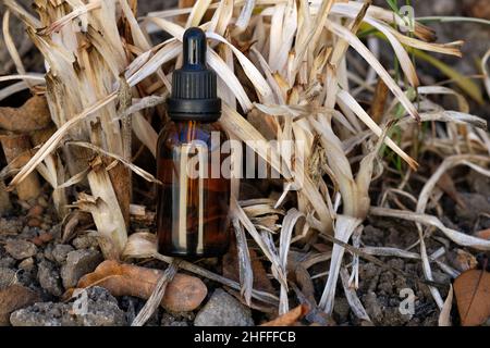 Un flacon en verre brun avec une pipette sur fond de terre et de feuilles de fleurs sèches.Plantes sèches et bouteille cosmétique.Récipient pour huile et sérum Banque D'Images