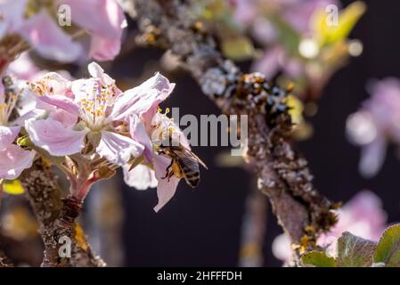 Une abeille rassemblant un nectar occupé sur un pommier au printemps Banque D'Images