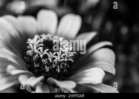 Vue rapprochée d'un bel aster coloré dans un bouquet de fleurs Banque D'Images