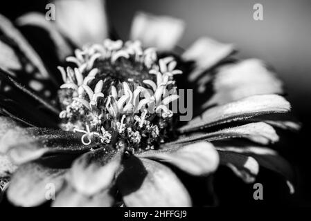 Vue rapprochée d'un bel aster coloré dans un bouquet de fleurs Banque D'Images