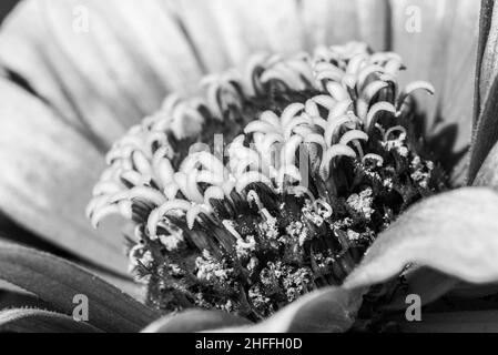 Vue rapprochée d'un bel aster coloré dans un bouquet de fleurs Banque D'Images