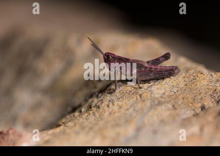 Les Orthoptères sont des insectes paurométaboliques avec des parties buccales. Banque D'Images