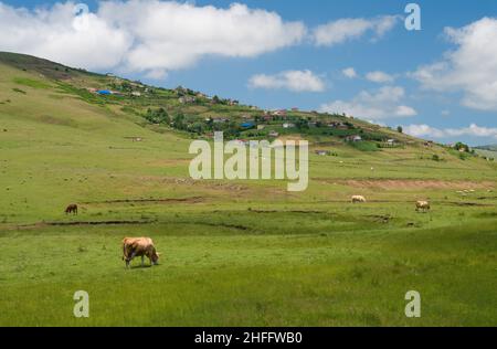 Vue sur le village du plateau de Persembe.Vaches broutant dans les maisons des prairies et des hautes terres. Banque D'Images