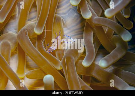 Hippolytidae est une famille de crevettes plus propres, également connues sous le nom de crevettes à dos cassé ou de crevettes anémones. Banque D'Images