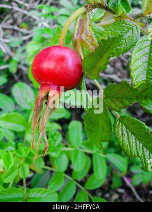 Les hanches se sont roses sur la plante Banque D'Images