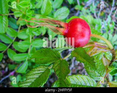 Les hanches se sont roses sur la plante Banque D'Images