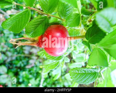 Les hanches se sont roses sur la plante Banque D'Images