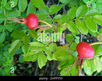 Les hanches se sont roses sur la plante Banque D'Images