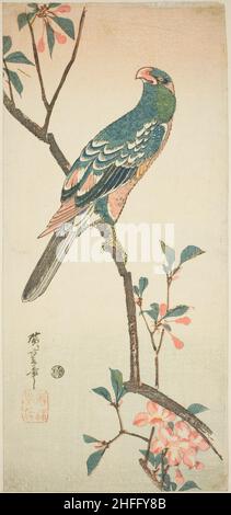 Parrot sur une branche en fleur, 1830s. Banque D'Images