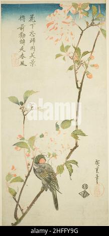 Bullfinch sur la branche aronia, 1830s. Banque D'Images