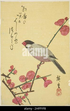 Java Sparrow sur branche prune, 1830s. Banque D'Images