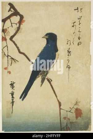 Oiseau bleu sur branche d'érable, N.D. Banque D'Images