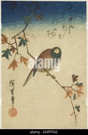 Oiseau sur branche d'érable, 1830s-1840s. Banque D'Images