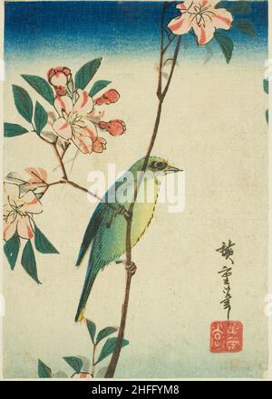 Oeil blanc japonais sur branche à fleurs, 1830s-1840s. Banque D'Images