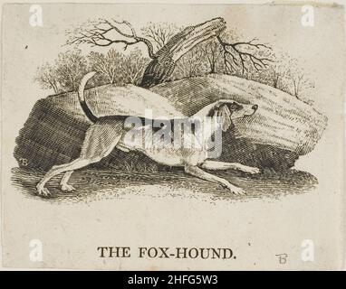 Fox Hound, N.D. Banque D'Images