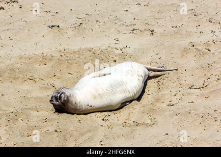 Sealion se détend et dort sur la plage de sable Banque D'Images