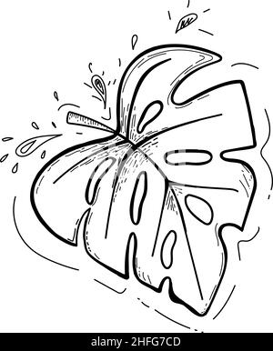 Feuille tirée à la main d'une plante tropicale.Feuille avec trous.Esquisse de style Doodle.Illustration vectorielle isolée d'une monstère Illustration de Vecteur