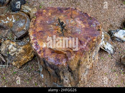 Un grand morceau de bois pétrifié en exposition.McAllen, Texas, États-Unis. Banque D'Images