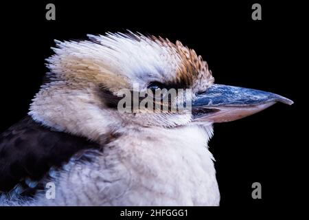 Vue latérale d'un kookaburra riant, dacelo novaeguineae.Portrait d'un kookaburra riant isolé sur fond noir. Banque D'Images